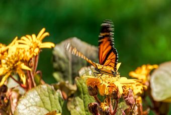 El Parc del Turonet disposarà d'un jardí de papallones
