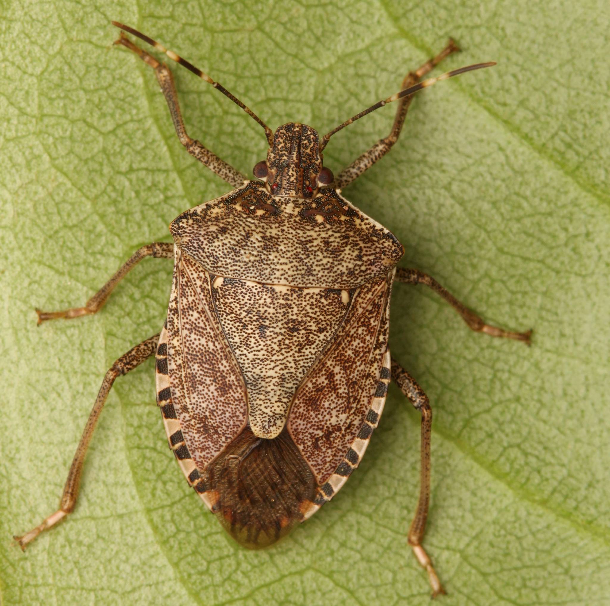 Imatge de l'insecte bernat marró marbrejat