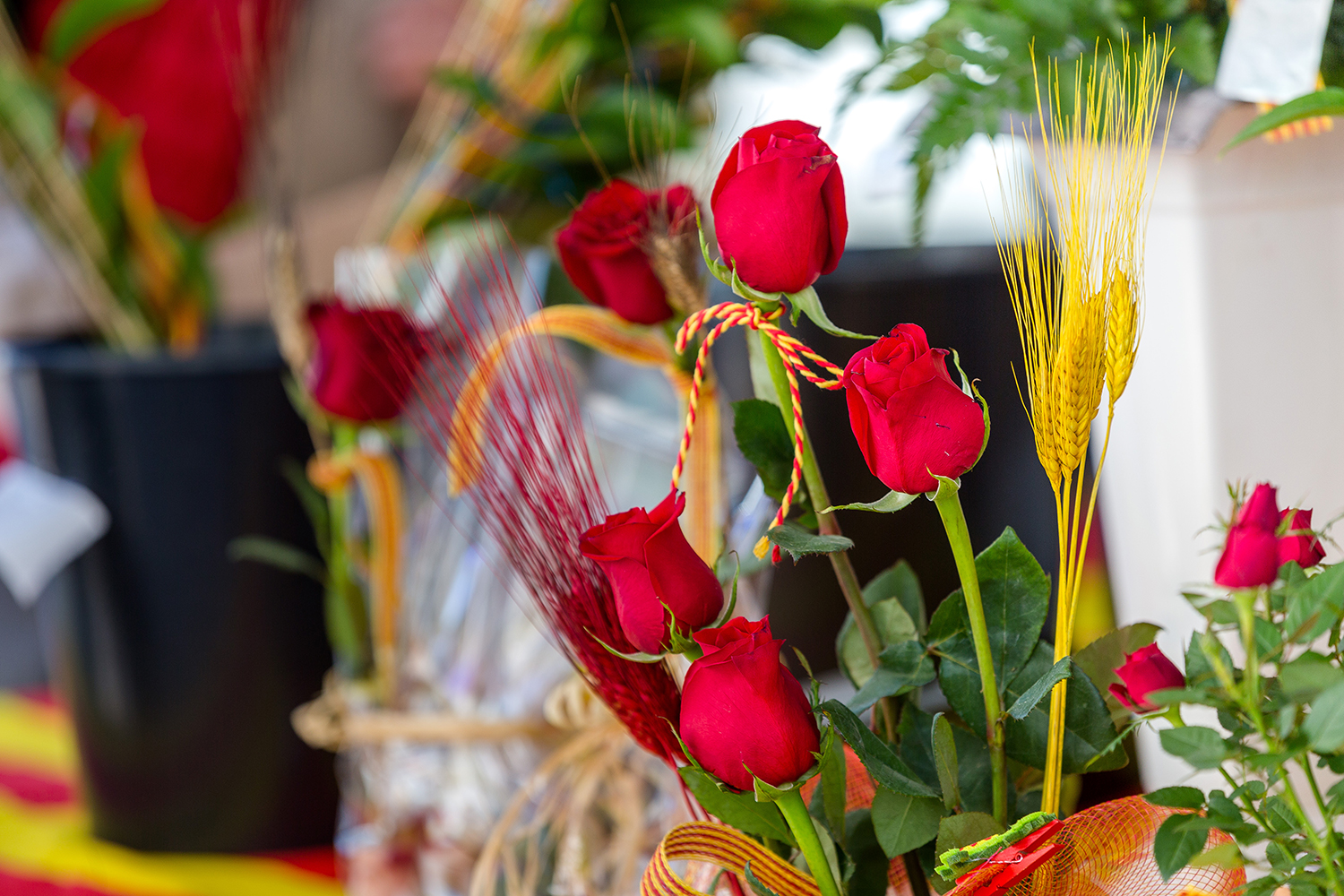 Roses de Sant Jordi (Foto: Núria Puentes)