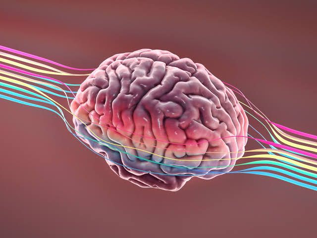 Imatge d'un cervell 