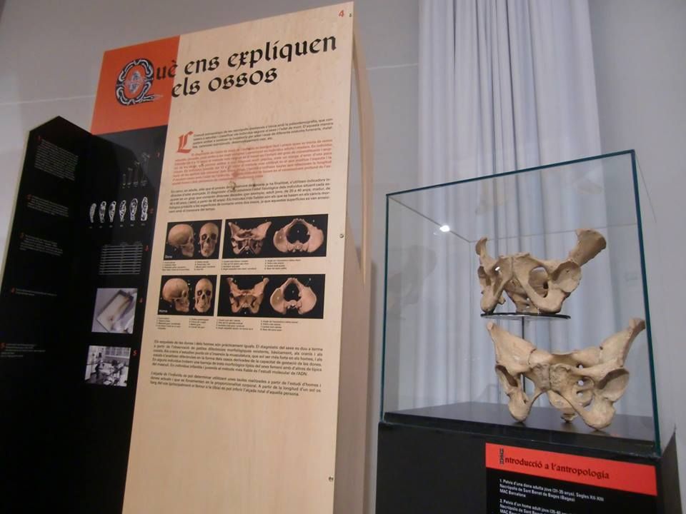 Imatge de l'exposició Ossos