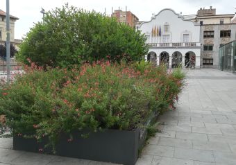 Les pluges d'aquest any ha fet créixer molt la vegetació