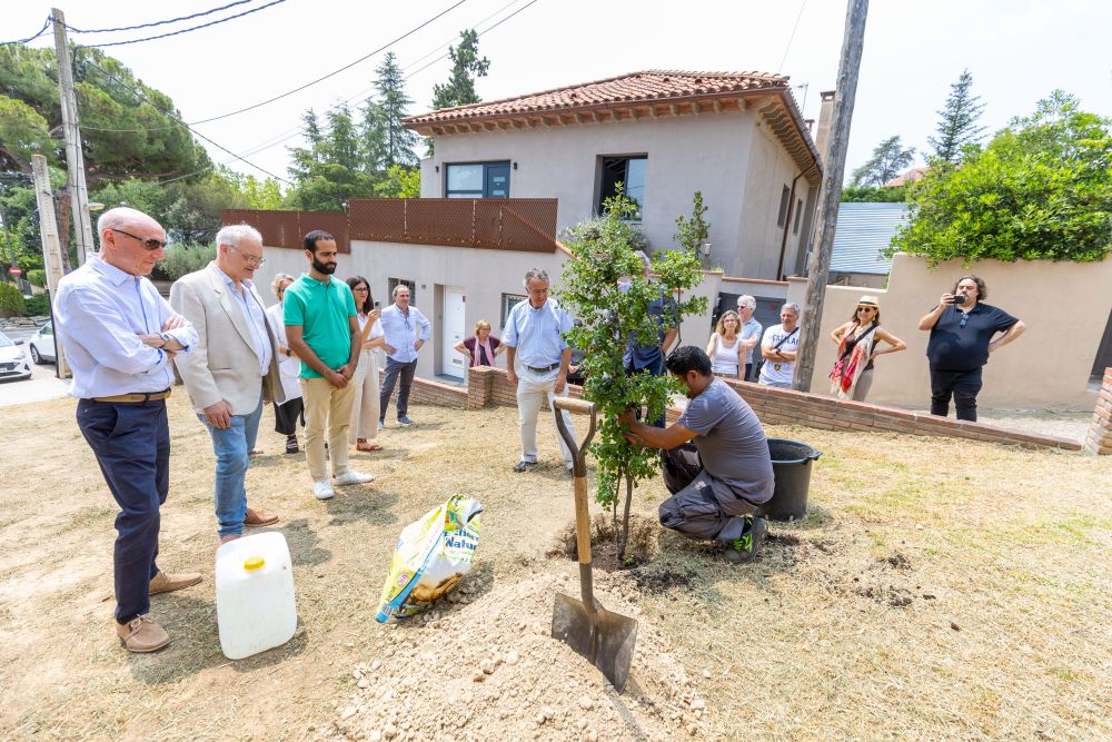 Tres dels quatre arbres es van plantar al costat del Centre Cívic