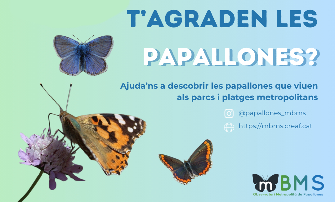 Imatge observació papallones