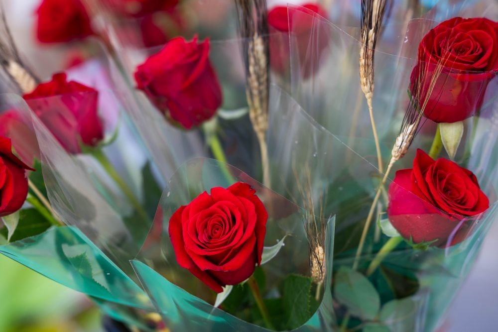 Fotografia de roses Sant Jordi 2025