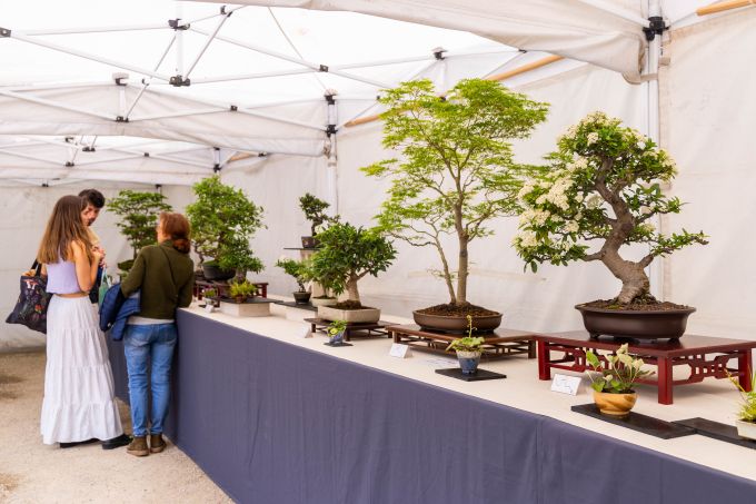 foto arxiu Exposició Bonsai 2025