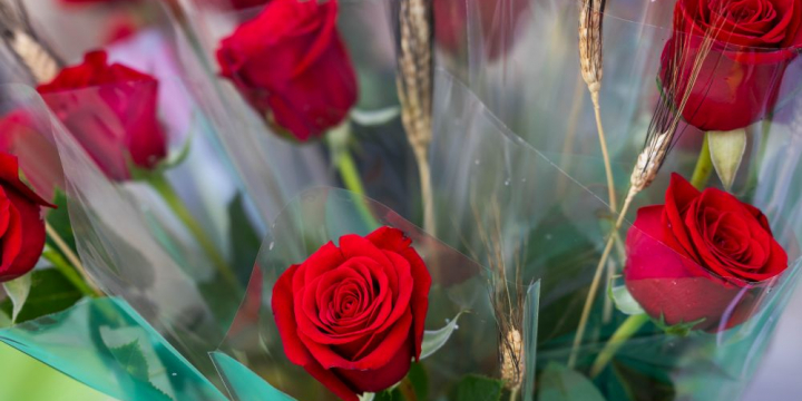Fotografia de roses Sant Jordi 2025