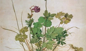 Il·lustració botànica d'Albert Durero